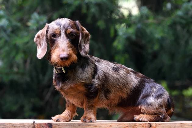 Rauhhaardackel, Rauhhaar-Dackel, Rauhaardackel, Rauhaar-Dackel, Rauhhaarteckel, Rauhaarteckel, Rauhaar-Teckel, Rauhhaar-Teckel, Teckel, Dachshund (Canis lupus f. familiaris), juveniler getigerter Ruede sitzt auf einem Holzbrett, Seitenansicht Wire-haired Dachshund, Wire-haired sausage dog, domestic dog (Canis lupus f. familiaris), juvenile dapple male dog sitting on a wooden board, side view BLWS695510 *** Roughhaired Dachshund, Rough Hair Dachshund, Roughhaired Dachshund, Rauhaar Dachshund, Roughhaired dachshund, Roughhaired dachshund, Rauhaar Dachshunds, Rough Hair Dachshunds, Dachshunds, Dachshund Canis Lupus F familiaris , Juveniles Getigerter Ruede sits at a Wooden board, Side view Wire Haired Dachshund, Wire Haired S Copyright: xblickwinkel D.xMaehrmannx