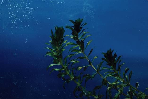 Hydrilla Hydrilla strands underwater Hyd.......... Hydrilla Hydrilla strands underwater Hydrilla verticillata, Credit:Bob Gossington Avalon  Copyright: xBobxGossingtonx xAvalonx 0516575620