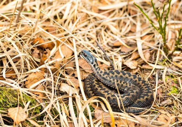  Wildlebende Kreuzotter (Vipera berus), braunes, recht junges Tier, Weibchen, Drohstellung, züngelnd, liegt eingerollt in vorjährigem Gras und sonnt sich, Naturschutzgebiet Pietzmoor, Lüneburger Heide, Niedersachsen, Deutschland, Europa *** Wildlife Common Viper Vipera Berus , brown, Law Young one Animal, Female, Threatening position, lambent, is rolled up in previous years Grass and suns itself, Nature reserve Pietzmoor, Lüneburg Heath, Lower Saxony, Germany, Europe Copyright: imageBROKER/CarolaxVahldiek ibxcva09685901.jpg