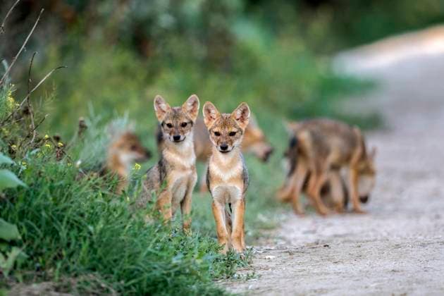 Europaeischer Schakal, Eurasischer Schakal, Europaeischer Gold-Schakal, Europaeischer Goldschakal, Goldschakal, Gold-Schakal (Canis aureus moreoticus, Canis moreoticus), junge Schakale am Strassenrand, Rumaenien, Donaudelta Eurasian golden jackal, European jackal (Canis aureus moreoticus, Canis moreoticus), juveniles on the wayside, Romania, Danube Delta BLWS694119 *** european Jackal, Eurasian Jackal, european Gold Jackal, european Golden Jackal, Golden Jackal, Gold Jackal Canis aureus moreoticus, Canis moreoticus , Boy Jackals on Roadside, Romania, Danube Delta EURASIAN Golden jackal, European Jackal Canis aureus moreoticus, Canis moreoticus , Juveniles ON The wayside, Romania, Danube Delta BLWS694119 Copyright: xblickwinkel AGAMI O.xDiezx