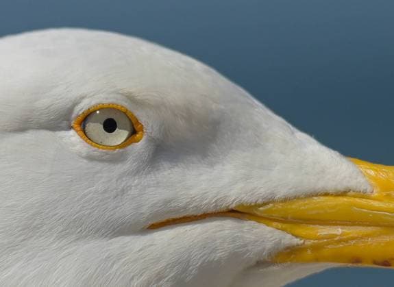 Nahaufnahme, Kopf, Auge, Silbermöwe (Larus argentatus), Westerland, Sylt, Schleswig-Holstein, Deutschland *** Close up, head, eye, herring gull Larus argentatus , Westerland, Sylt, Schleswig Holstein, Germany