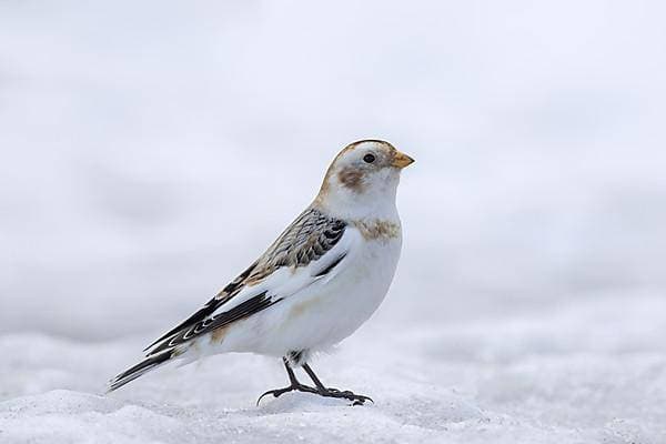  Schneeammer (Plectrophenax nivalis) (Emberiza nivalis) im Wintergefieder in den schottischen Highlands, Schottland, UK *** Snow Bunting Plectrophenax nivalis Emberiza nivalis at Winter plumage in the Scottish Highlands, Scotland, UK Copyright: imageBROKER/alimdix/xArterrax/xSven-ErikxArndt ibltsm09691869.jpg