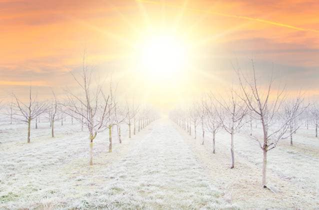 Plantation of fruit trees with beautiful sun down background. plum trees after a freezing rain storm Plantation of fruit trees with beautiful sun down background. plum trees after a freezing rain storm in winter and on one day with a fog. Winter frosty fruit tree landscape covered by white flake ice. Copyright: xZoonar.com Smilla72!x 20520328