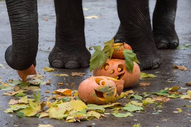 Surprise meal for animals as a part of Halloween celebrations in Kyiv, Ukraine - 31 Oct 2023 An elephant eats a pumpkin during Halloween celebration at the zoo in Kyiv. Zoo administration organized the surprise meal for animals during the Halloween celebration. Kyiv Ukraine Copyright: xOleksiixChumachenkox xSOPAxImagesx OCHUMACHENKO311020197