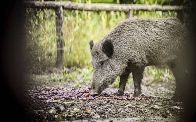 RECORD DATE NOT STATED Essen-Bredeney: Am Wildgatter im Heissiwald findet am 15. Oktober das Kastanienfest statt. Eine Aussichtsplattform am Rand des Geheges ist entstanden. *** NUR FÜR REDAKTIONELLE ZWECKE *** EDITORIAL USE ONLY ***<p>Ein Wildschwein im Gehege des Heissiwalds am Freitag, den 06. Oktober 2023. Essen-Bredeney: Am Wildgatter im Heissiwald findet am 15. Oktober das Kastanienfest statt. Eine Aussichtsplattform am Rand des Geheges ist entstanden. Deutschland NRW Essen Copyright: KerstinxKokoska *** Essen Bredeney At the game gate in the Heissiwald the chestnut festival takes place on 15 October A viewing platform at the edge of the enclosure has been created FOR EDITORIAL PURPOSES ONLY EDITORIAL USE ONLY p A wild boar in the enclosure of the Heiss Copyright: KerstinxKokoska doc7s9qgz0edyeyf159oi7 ,EDITORIAL USE ONLY