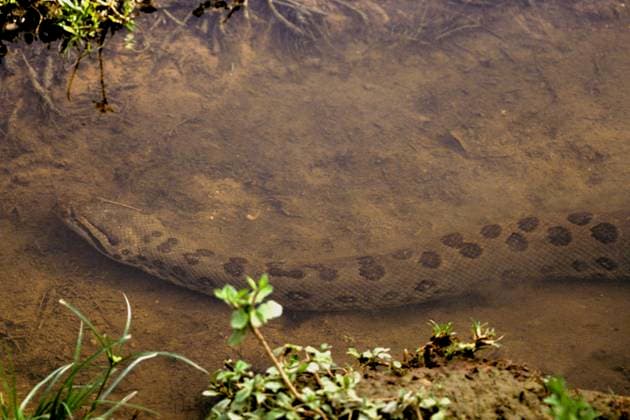 Green Anaconda Green Anaconda Eunectes m.......... Green Anaconda Green Anaconda Eunectes murinus, Credit:Erwin & Peggy Bauer Avalon  Copyright: xErwinx&xPeggyxBauerx xAvalonx 0517150673