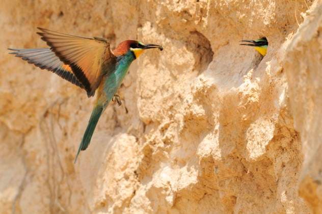 EUROPEAN BEE-EATER EUROPEAN BEE-EATER (Merops apiaster) arriving at nest with prey for chick. Lleida, Catalonia. Spain., Credit:Jordi Bas Casas Avalon  Copyright: xJordixBasxCasasx xAvalonx 0517358532