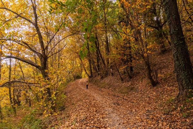 Creative Highlights Symbolbilder Mädchen auf einem Weg mit schönen Bäumen im Herbst auf dem Berg Erlaitz in der Stadt Irun, Gipuzkoa. Baskenland *** Girls at a Path with beautiful Trees at Autumn at the mountain Erlaitz in the City Irun, Gipuzkoa Basque Country Copyright: imageBROKER/UnaixHuizi ibxuhu09694673.jpg ,model released, Symbolfoto ,property released