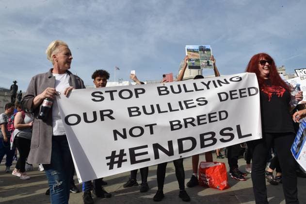 October 7, 2023, London, England, United Kingdom: Owners of American XL Bully dogs take to the streets of Westminster to voice their opposition to Rishi Sunak s proposed ban on this breed. London United Kingdom - ZUMAk172 20231007_zip_k172_022 Copyright: xThomasxKrychx