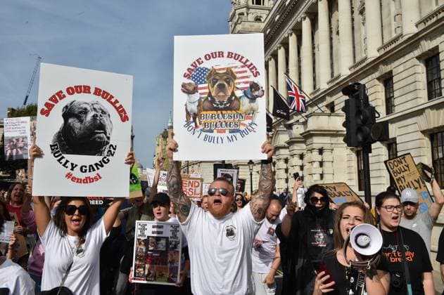 October 7, 2023, London, England, United Kingdom: Owners of American XL Bully dogs take to the streets of Westminster to voice their opposition to Rishi Sunak s proposed ban on this breed. London United Kingdom - ZUMAk172 20231007_zip_k172_026 Copyright: xThomasxKrychx