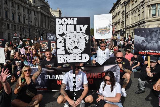 October 7, 2023, London, England, United Kingdom: Owners of American XL Bully dogs take to the streets of Westminster to voice their opposition to Rishi Sunak s proposed ban on this breed. London United Kingdom - ZUMAk172 20231007_zip_k172_040 Copyright: xThomasxKrychx
