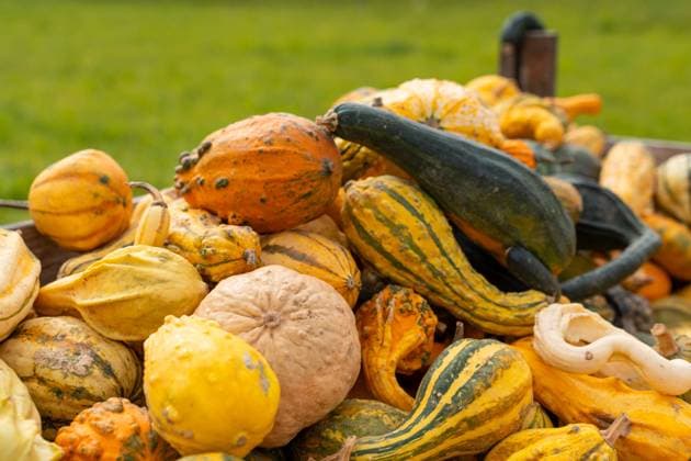 Gablingen, Bavaria, Germany - 7 October 2023: Ornamental pumpkins at a stall *** Zierkürbisse an einem Verkaufsstand