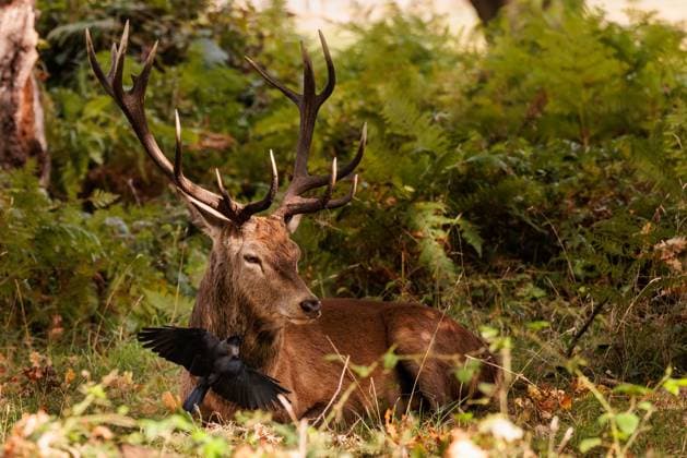 Red Deer in Richmond Park, London, UK. Richmond Park, London, UK. 8th October 2023. Red deer stag (Cervus elaphu) amongst the bracken in Richmond Park as a jackdaw (Corvus monedulaat) flies in to eat the ticks and insects from his neck., Credit:Photo by Amanda Rose Avalon United Kingdom, London, Richmond Park  Copyright: xPhotoxbyxAmandaxRosex xAvalonx 0811977333