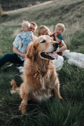 Creative Highlights Symbolbilder Family with golden retriever in spotlight. Billings, Montana, United States CR_BAEK231005-1254621-01 ,model released, Symbolfoto