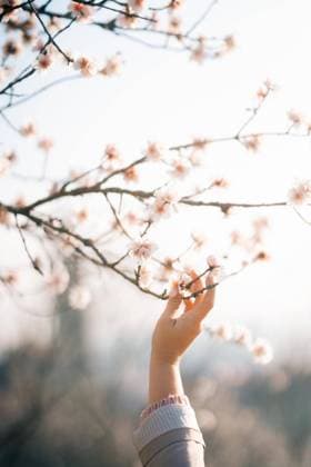 Woman s hand in the spring garden of blooming almonds in Prague Prague, Prague, Czechia R_UJEL231007-1263758-01 ,model released, Symbolfoto