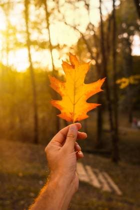 Sonnenuntergang an einem Herbstnachmittag eines Mannes mit einem braunen Blatt, Herbstlandschaft *** Sunset to a Autumn afternoon one Man with a brown Leaf, Autumn Landscape Copyright: imageBROKER UnaixHuizi ibxuhu09698677.jpg ,model released, Symbolfoto ,property released