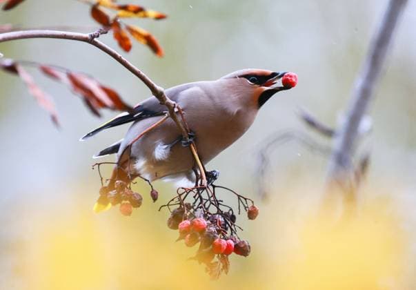 News Themen der Woche KW41 RUSSIA, IVANOVO - OCTOBER 10, 2023: A Bohemian waxwing eats rowan berries. Vladimir Smirnov TASS  63231053