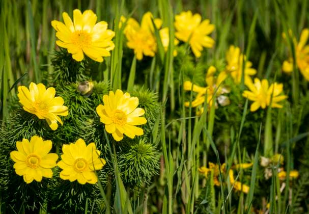 Adonisröschen: Blütenpracht an den Oderhängen Alljährlich im April beginnen an den Oderbergen unweit des Dörfchens Mallnow, einem Ortsteil von Lebus (Landkreis Märkisch-Oderland) in Brandenburg, die Adonisröschen leuchtend gelb zu blühen. Bis etwa Mitte Mai ist die Blütenpracht das Ziel vieler Ausflügler. Mallnow Brandenburg Deutschland *** Adonisröschen Blossom splendor on the Oder slopes Every year in April, the Adonisröschen begin to bloom bright yellow on the Oder Mountains not far from the village of Mallnow, a district of Lebus County Märkisch Oderland in Brandenburg Until about mid-May, the flower splendor is the destination of many excursionists Mallnow Brandenburg Germany