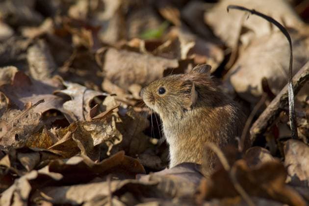  Rötelmaus (Clethrionomys glareolus) zwischen Blättern auf dem Waldboden sitzend, Deutschland, Europa *** Rötelmaus Clethrionomys glareolus between Browse at the Forest soil sitting, Germany, Europe Copyright: imageBROKER/alimdix/xArterrax/xSven-ErikxArndt ibltsm09714063.jpg