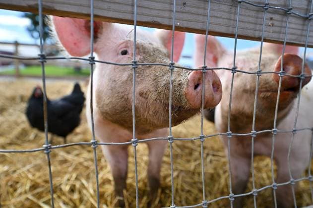 News Themen der Woche KW41 News Bilder des Tages October 11, 2023, Drums, Pennsylvania, United States: Pigs wait for food at Burgers farm. Harvesting cabbage at Burger s farm in Drums, Pennsylvania. Burger s Family farm works with other farmers in the community to sell a variety of fruits and vegetables. Drums United States - ZUMAs197 20231011_aab_s197_009 Copyright: xAimeexDilgerx