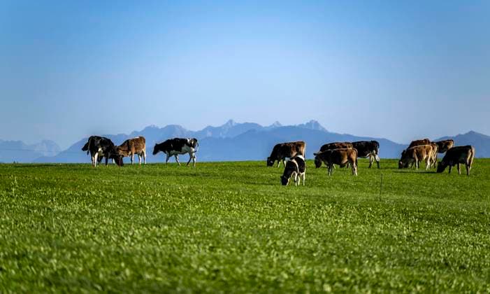News Themen der Woche KW41 11.10.2023, Herbst im Allgäu (Bayern) bei Dietmansried. Kühe grasen auf der Weide, dahinter die Allgäuer Berggipfel. 11.10.2023, Dietmansried 11.10.2023, Dietmansried *** 11 10 2023, autumn in the Allgäu Bavaria near Dietmansried cows grazing on the pasture, behind them the Allgäu mountain peaks 11 10 2023, Dietmansried 11 10 2023, Dietmansried