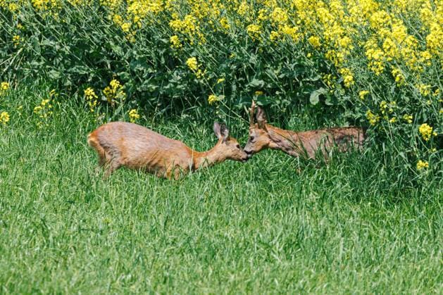 Reh, Europaeisches Reh (Capreolus capreolus), Paar steht im hohen Gras an einem bluehenden Rapsfeld und beschnuppert sich, Seitenansicht, Deutschland, Bayern, Erdinger Moos roe deer, roe, western roe deer, European roe (Capreolus capreolus), pair stand on high grass at a blooming rape filed and nosing at each other, side view, Germany, Bavaria, Erdinger Moos BLWS694546 *** Doe, european Deer Capreolus Capreolus , pair is at high Grass to a blooming Rape field and beschnuppert itself, Side view, Germany, Bavaria, Erdinger Moss Roe deer, roe, Western Roe deer, European Roe Capreolus Capreolus , Pair stand ON High Graß AT a blooming Rape Filed and nosing AT each other, Side view, Germany, Bavaria, Erdinger Moss BLWS694546 Copyright: xblickwinkel A.xHartlx