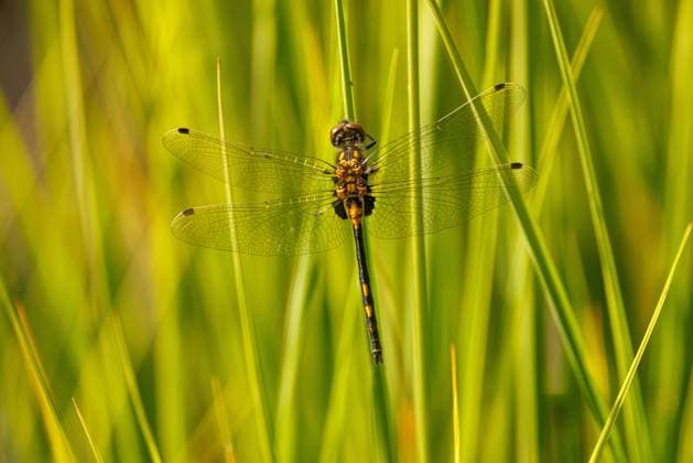 Kleine Moosjungfer (Leucorrhinia dubia, Leucorhinia dubia), Weibchen sitzt an einem Grashalm, Deutschland, Bayern, Grundloser See white-faced darter, white-faced dragonfly (Leucorrhinia dubia, Leucorhinia dubia), female sitting at a blade of grass, Germany, Bavaria, Grundloser See BLWS694562 *** small Moosjungfer Leucorrhinia dubia, Leucorhinia dubia , Female sits to a Blade of grass, Germany, Bavaria, Groundless Lake White faced darter, White faced Dragonfly Leucorrhinia dubia, Leucorhinia dubia , Female Sitting AT a Blade of grass, Germany, Bavaria, Groundless Lake BLWS694562 Copyright: xblickwinkel A.xHartlx