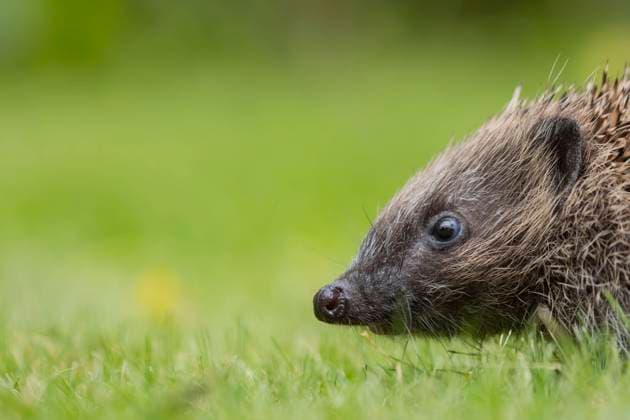  Adult Braunbrustigel (Erinaceus europaeus), der über einen Gartenrasen läuft, Suffolk, England, Großbritannien, Europa *** Adult Brown-chested hedgehog Erinaceus europaeus , the via a Garden Lawn runs, Suffolk, England, Great Britain, Europe Copyright: imageBROKER/KevinxSawford ibxksa09721074.jpg