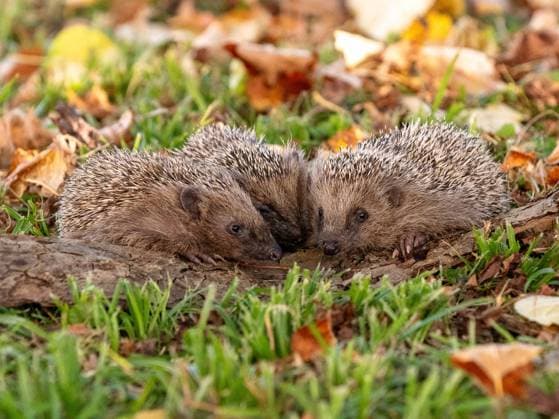 Rottenburg am Neckar Igel im Herbst Drei Igel auf einer Wiese, Igel im Herbst *** Rottenburg am Neckar hedgehog in autumn Three hedgehogs on a meadow, hedgehogs in autumn Copyright: xEibner-Pressefoto FlorianxSchustx EP_FSU