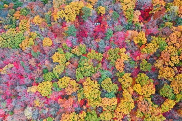News Themen der Woche KW41 Tourist Enjoy Maple Leaves at NAtional Forest Park MEIHEKOU, CHINA - OCTOBER 14, 2023 - Blooming maple leaves are seen in the Maple Valley of Jiguan mountain National Forest Park in Meihekou City, Jilin Province, China, Oct 14, 2023. Meihekou Jilin China  Copyright: xCFOTOx originalFilename: cfoto-touriste231015_npSm2.jpg