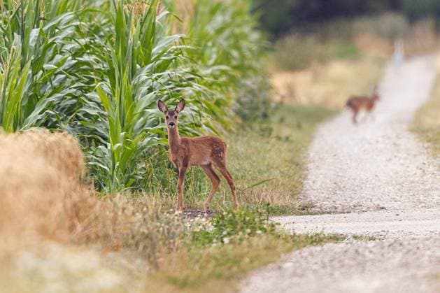 Reh, Europaeisches Reh (Capreolus capreolus), Kitz am Wegrand, Feldhase im Hintergrund, Deutschland, Bayern, Erdinger Moos roe deer, roe, western roe deer, European roe (Capreolus capreolus), fawn by the wayside, brown hare in the background, Germany, Bavaria, Erdinger Moos BLWS694519 *** Doe, european Deer Capreolus Capreolus , Kitz on Wayside, European hare at Background, Germany, Bavaria, Erdinger Moss Roe deer, roe, Western Roe deer, European Roe Capreolus Capreolus , Fawn by The wayside, Brown Hare in The background, Germany, Bavaria, Erdinger Moss BLWS694519 Copyright: xblickwinkel A.xHartlx