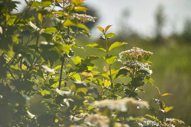 IMAGO Creative, Jahreszeit Frühling, Licht und Sonne Common plain Italica spontaneous peninsula, with wide and flat leaves and small white flowers. House of Aphids. Common plain of the Po Valley Copyright: xFilippoxCarlotx COMM (5326)