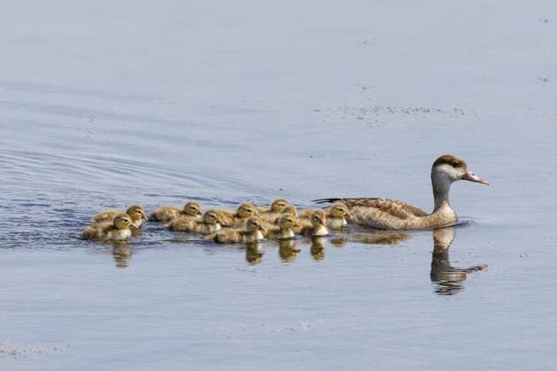 Kolbenente, Kolben-Ente (Netta rufina), mit elf Dunenkueken auf einem See schwimmendes Weibchen, Seitenansicht, Deutschland, Bayern, Speichersee red-crested pochard (Netta rufina), female swimming on a lake with eleven plumae chicks, side view, Germany, Bavaria, Speichersee BLWS694558 *** Paddled duck, Pistons Duck Netta rufina , with Eleven Dunenkueken at a Lake Floating Female, Side view, Germany, Bavaria, Storage lake Red Crested Pochard Netta rufina , Female Swimming ON a Lake With Eleven plumae chicks, Side view, Germany, Bavaria, Storage lake BLWS694558 Copyright: xblickwinkel A.xHartlx