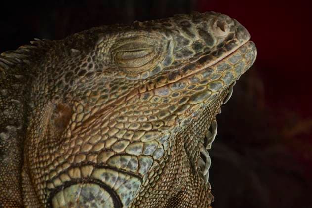 Creative Highlights World close-up detail of a green iguana with a black background close-up detail of a green iguana with a black background. close-up detail of a green iguana with a black background Copyright: xFilippoxCarlotx COMM (9976)