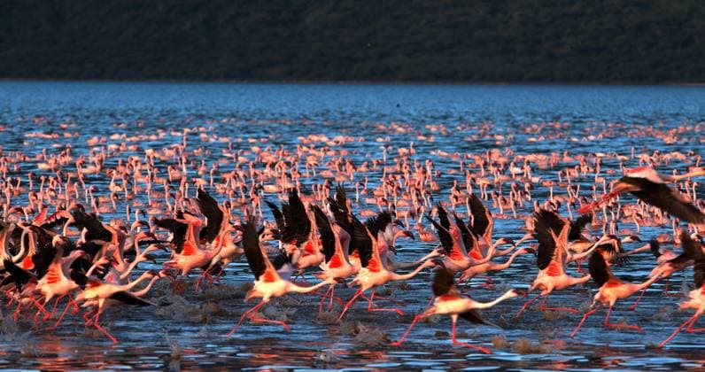 Creative Highlights World Zwergflamingo (phoenicopterus minor), Gruppe im Flug, Abheben vom Wasser, Kolonie am Bogoriasee in Kenia *** Lesser Flamingo Phoenicopterus Minor , Group at Flight, take off from Water, Colony on Lake Bogoria in Kenya Copyright: imageBROKER/LaczxGerard ibxlag09729270.jpg