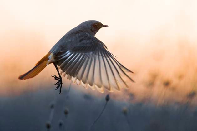 Creative Highlights World Gibraltar-Hausrotschwanz, Gibraltar-Haus-Rotschwanz, Gibraltarhausrotschwanz (Phoenicurus ochruros gibraltariensis, Phoenicurus gibraltariensis), fliegt los, Seitenansicht, Italien, Toskana Gibraltar black redstart (Phoenicurus ochruros gibraltariensis, Phoenicurus gibraltariensis), starting, side view, Italy, Tuscany BLWS695898 *** Gibraltar House Redstart, Gibraltar House Redtail, Gibraltar Redstart Phoenicurus ochruros gibraltariensis, Phoenicurus gibraltariensis , flies go, Side view, Italy, Tuscany Gibraltar Black redstart Phoenicurus ochruros gibraltariensis, Phoenicurus gibraltariensis , starting, Side view, Italy, Tuscany BLWS695898 Copyright: xblickwinkel AGAMI D.xOcchiatox