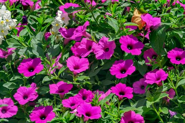  Petunien (Petunia) im Allgäu, Bayern, Deutschland, Europa *** Petunias Petunia at Allgäu, Bavaria, Germany, Europe Copyright: imageBROKER/ManfredxBail ibxabc09746913.jpg