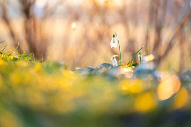  Kleines Schneeglöckchen (Galanthus nivalis) im Gegenlicht der abendlichen Sonne im Garten, Kanton Bern, Schweiz, Europa *** Little one Snowdrops Galanthus nivalis at Gegenlicht the evening Sun at Garden, Canton Bern, Switzerland, Europe Copyright: imageBROKER/ManfredxStutz ibxstu09748895.jpg