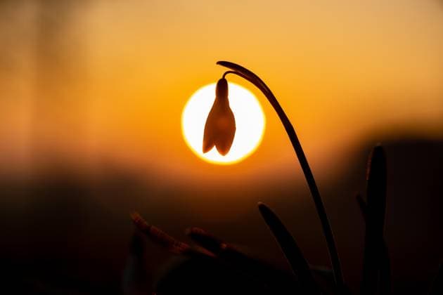  Kleines Schneeglöckchen (Galanthus nivalis) vor der abendlichen Sonne im Garten, Kanton Bern, Schweiz, Europa *** Little one Snowdrops Galanthus nivalis before the evening Sun at Garden, Canton Bern, Switzerland, Europe Copyright: imageBROKER/ManfredxStutz ibxstu09748902.jpg