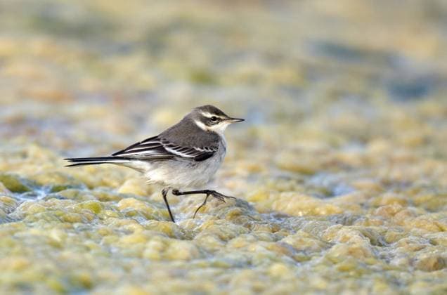 Creative Highlights World Oestliche Schafstelze (Motacilla tschutschensis), laeuft ueber einen Algenteppich, Grossbritannien, England Eastern yellow wagtail (Motacilla tschutschensis), walking over a carpet of algae, United Kingdom, England BLWS696295 *** Eastern Sheep s Wagtail motacilla chuchensis , runs Via a Algae carpet, United Kingdom, England Eastern Yellow Wagtail motacilla chuchensis , Walking Over a Carpet of algae, United Kingdom, England BLWS696295 Copyright: xblickwinkel AGAMI M.xMcKeex