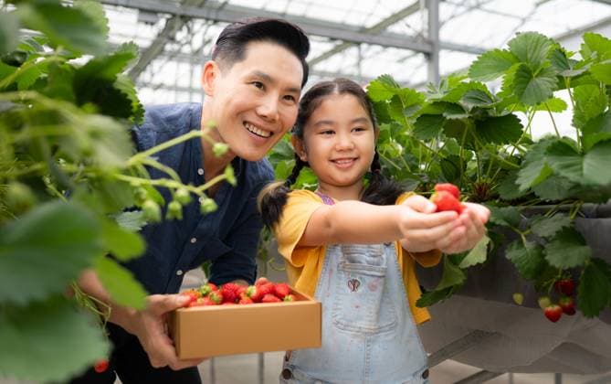 A father and daughter visit an organic strawberry garden on a closed farm. Have fun picking strawberries together. A father and daughter visit an organic strawberry garden on a closed farm. Have fun picking strawberries together. ,model released, Symbolfoto Copyright: xZoonar.com WosunanxPhotostoryx 20528884 ,model released, Symbolfoto ,property released