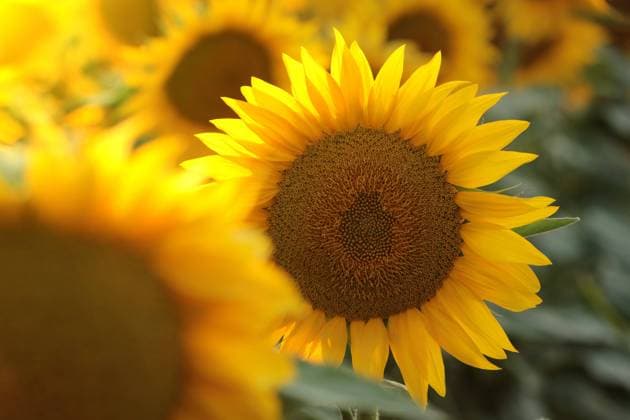 Sunflower Sunflower - Helianthus annuus at sunset Copyright: xZoonar.com PaulxAniszewskix 20530053