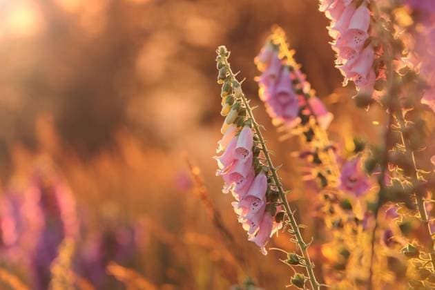 Purple foxglove Purple foxglove - Digitalis purpurea during sunset Copyright: xZoonar.com PaulxAniszewskix 20548044
