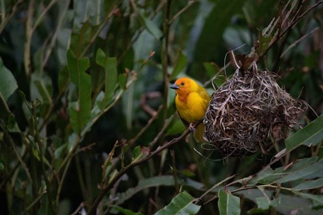 Farbenfroher Architekt: Gelber Webervogel baut in Kenia sein Heim Ein leuchtend gelber Webervogel aus Kenia, Afrika, webt geschickt ein kunstvolles Nest inmitten üppiger Savannenlandschaft. Seine flinken Bewegungen und leuchtende Farbe faszinieren auf dieser Safari-Aufnahme. Naturschauspiel in Vollendung Copyright: xZoonar.com JanxWehnertx 20541390