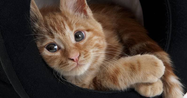 Rot gestromte Hauskatze, Kätzchen stehend mit Hut *** Red Gestromte Domestic cat, Kittens standing with Hat Copyright: imageBROKER LaczxGerard ibxlag09726805.jpg
