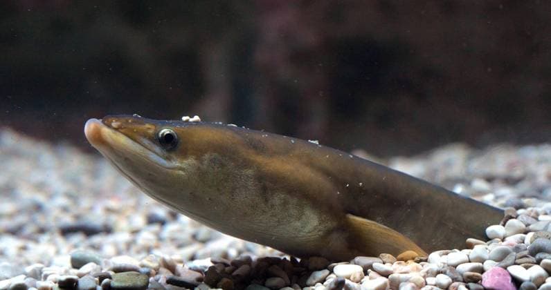Gewöhnlicher Aal oder Europäischer Aal (anguilla anguilla), adult, im Boden vergraben *** Usual Eel Or European Eel Anguilla Anguilla , adult, at Floor buried Copyright: imageBROKER LaczxGerard ibxlag09731421.jpg