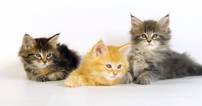 Blau gestromt, Braun schildpatt gestromt, Creme gestromt Maine Coon, Hauskatze, Kätzchen vor weißem Hintergrund, Normandie in Frankreich *** Blue brindle, Brown Tortoiseshell brindle, Cream brindled Maine Coon, Domestic cat, Kittens before white Background, Normandy in France Copyright: imageBROKER LaczxGerard ibxlag09731620.jpg