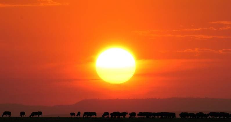 Kaffernbüffel (syncerus Caffer), bei Sonnenuntergang, Masai Mara Park in Kenia *** Kaffernbüffel Syncerus caffer , at Sunset, Masai Mara Park in Kenya Copyright: imageBROKER LaczxGerard ibxlag09734399.jpg