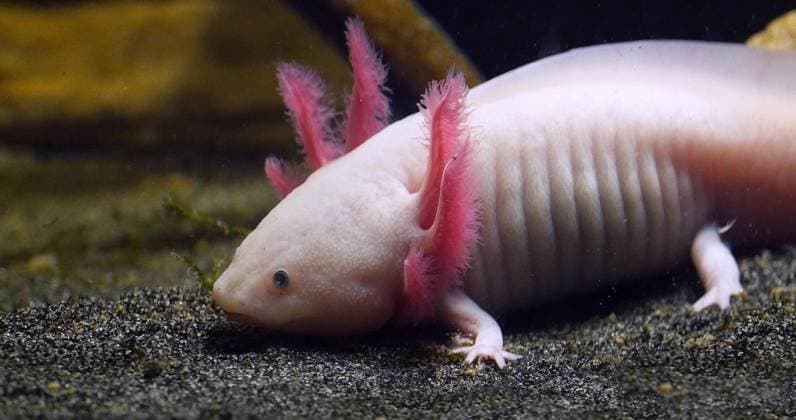 Creative Highlights World Axolotl (Ambystoma mexicanum) *** Axolotl Ambystoma mexicanum Copyright: imageBROKER/LaczxGerard ibxlag09734767.jpg