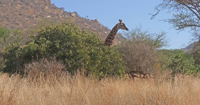 Creative Highlights World Masaigiraffe (giraffa camelopardalis tippelskirchi), ausgewachsen im Busch, Tsavo Park in Kenia *** Masaigiraffe Giraffa camelopardalis tippelskirchi , full-blown at Bush, Tsavo Park in Kenya Copyright: imageBROKER/LaczxGerard ibxlag09734995.jpg